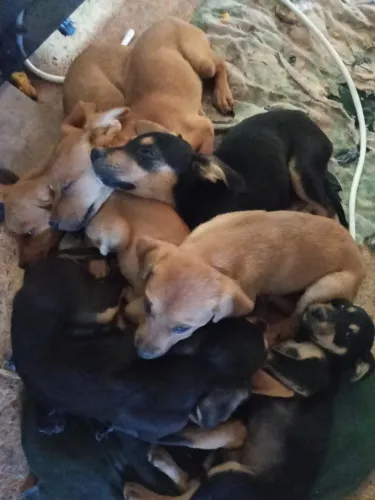 Estou doando esse 9 cachorrinhos, não tenho mais espaço!!