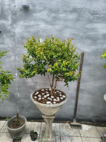Bonsay frutífero de pitanga preta raro com mais de 8 anos 