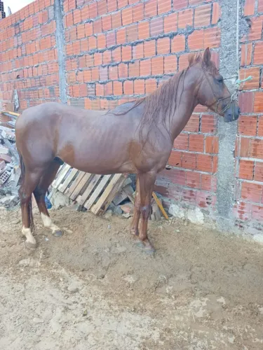 Quarto de milha 4ano pra vender ligeiro 6mil reais