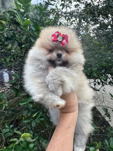 Lulu da pomerania 