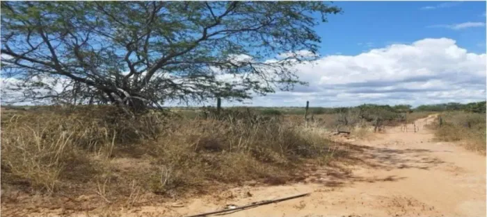 Área Rural, com 275,4636 ha, em Tucano/BA, localização privilegiada (a 2 km da BR-116)