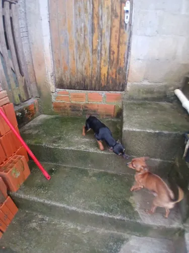 Vendo pinscher