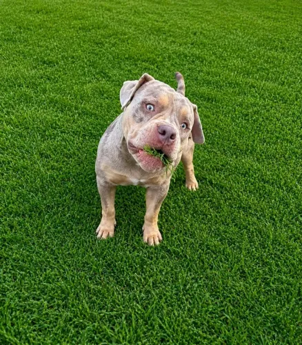 Cães American Bully