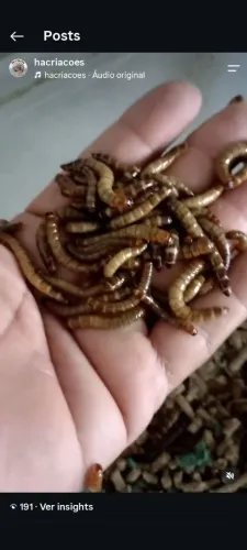 Tenébrio gigante