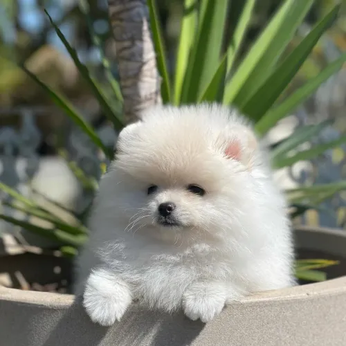 Lulu da Pomerânia pedigree CBKC