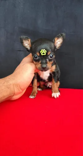 Pinscher com 48 dias vacinado