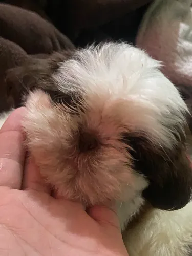 Casal de shih tzu Lindos