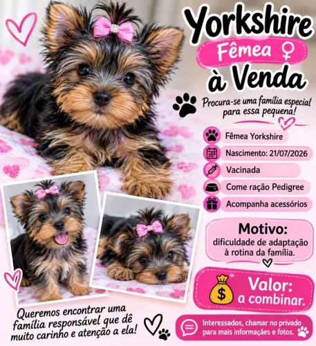 Youkshire terrier