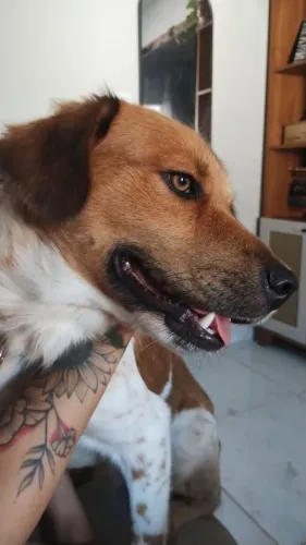 Adoção PET 