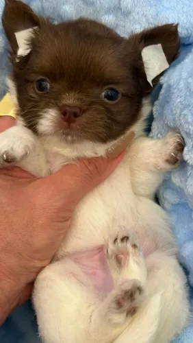 Chihuahua macho Pelagem longa máscara chocolate. Um amor de filhote!