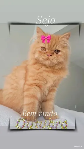 Gata Persa