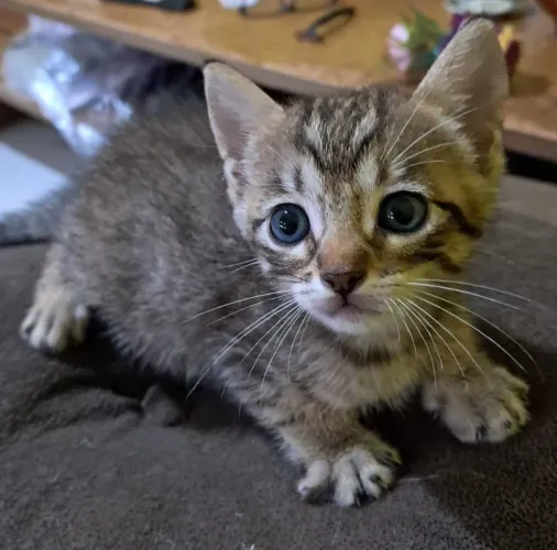 Doações de gatinhos fofos