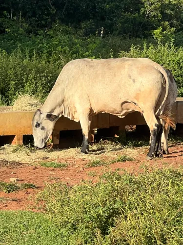 Vendo vaca Girolando Prenha