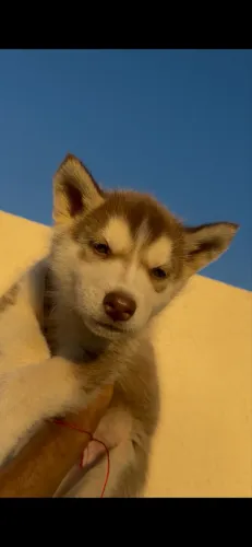 Filhotes Husky Siberiano