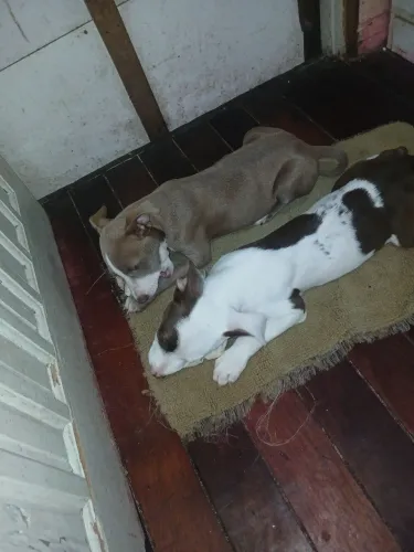 Vendo pitbull 