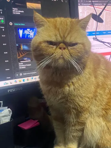 Gato persa com pedigree motivo estou me mudando e nao posso levar