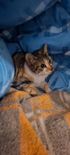 Adoção linda gata tricolor 8 meses castradinha