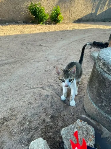 Doação de gatinho