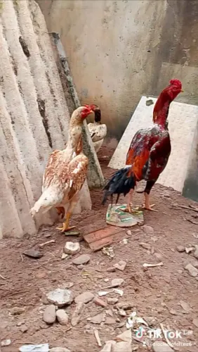 Galo e galinha 