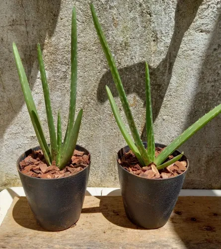 Muda de Babosa para Decoração ou Plantio