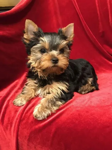 Filhote de Yorkshire Terrier exuberante e cheio de energias