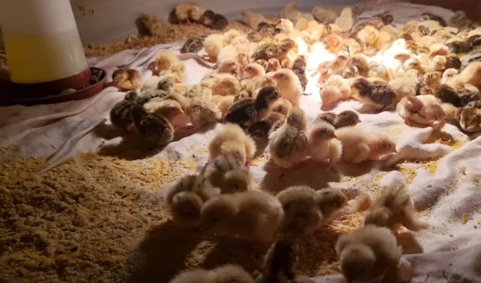 Codornas gigantes adultas, filhotes 