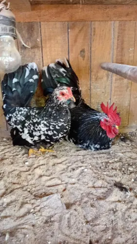 Galinhas ornamentais 