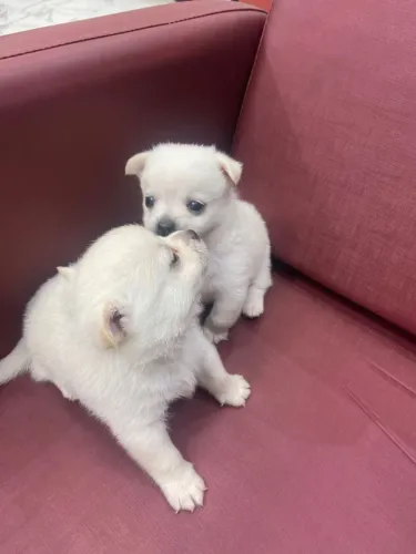 Chihuahua fofinhos!