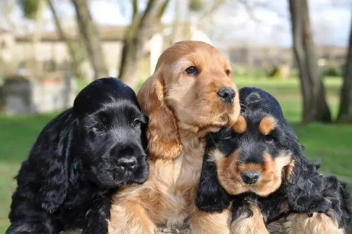 Cocker Spaniel inglês disponível