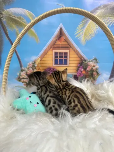 Dois Gatinhos Bengal
