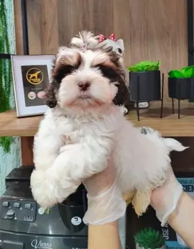 Lhasa Apso Micro Branco e Dourado Fêmea - Linda, Carinhosa e Super Sociável! 