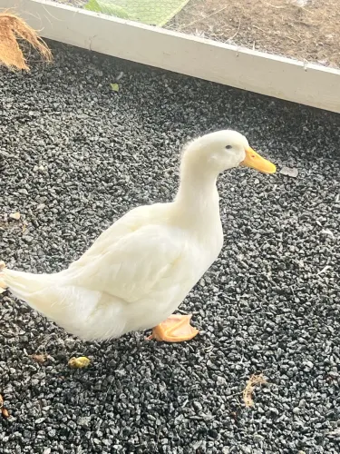 Pato/ Marreco Pequim macho 