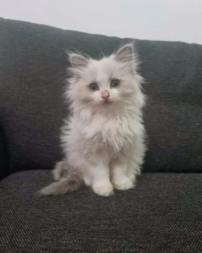 Filhote ragdoll adorável - Havila filhotes 