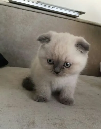 Filhotes de Scottish Fold - Uma Doçura de Companhia!