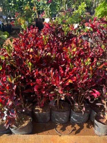 Mudas de Croton Vibrante - Cores Incríveis!