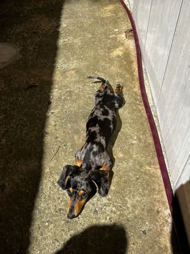 Dachshund Kaninchen