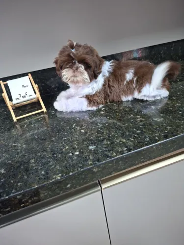 Shihtzu macho raça pura 