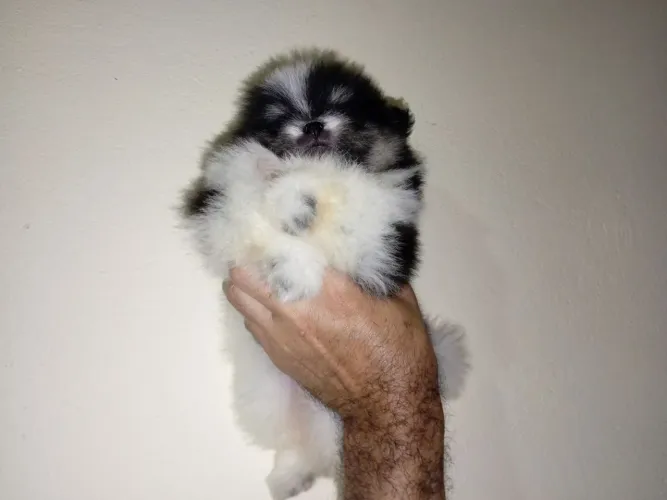 Lulu da Pomerânia