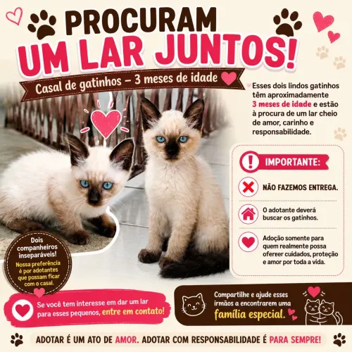 Gatinho filhotes para adoção