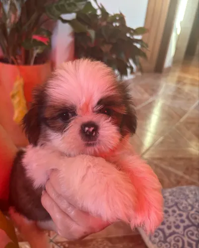 filhote de shih tzu de racha pura aceito carta ete10x