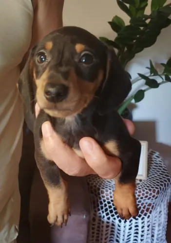 Basset 