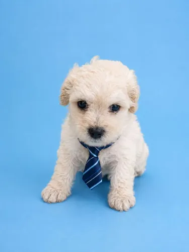 Poodle