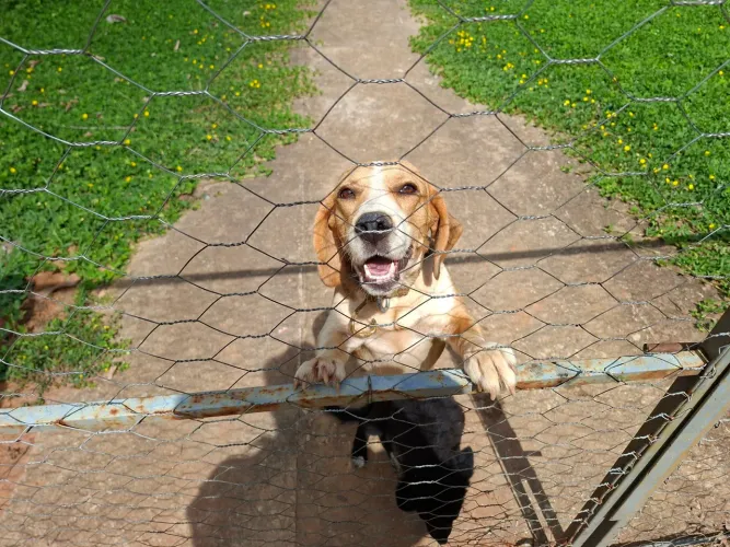 Beagle fêmia