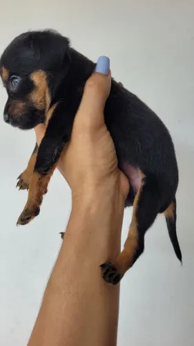 Filhote de pinscher macho número 1