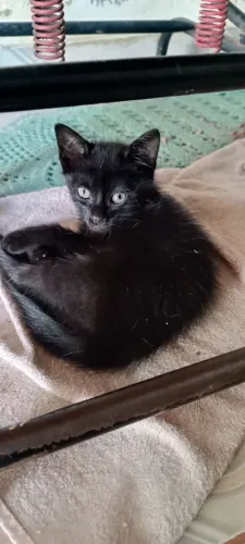 Gatinho filhote para doação