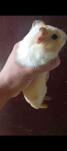 Vendo porquinho da índia. Fêmea de 60 dia vermífugado. Muito docio