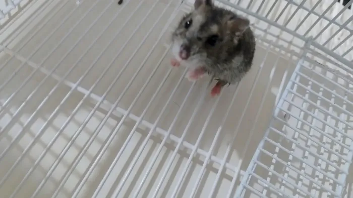 HAMSTER ANAO RUSSO 