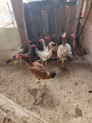 Vendo se galinhas novas e bem cuidadas já botando todas