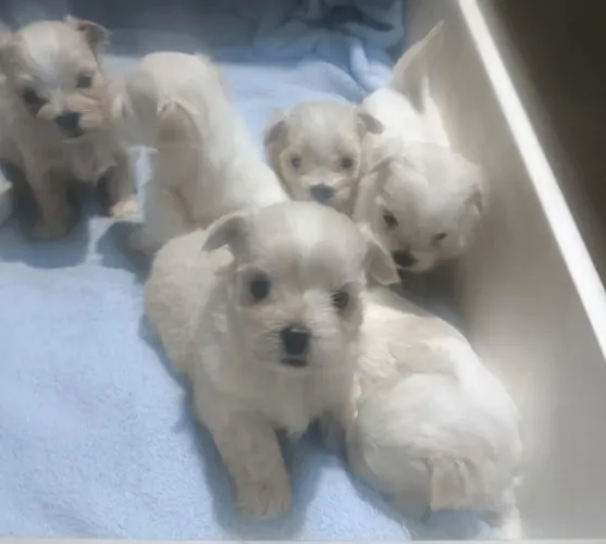 Filhotes de Lhasa