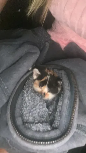 Gato para adoção